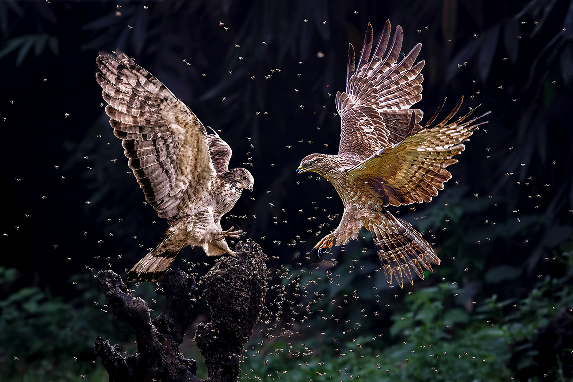 11月-入選-戴志英-爭食